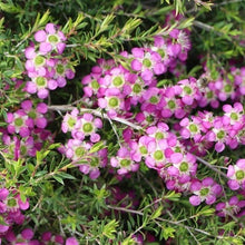 Load image into Gallery viewer, LEPTOSPERMUM PAGEANT 3.3L
