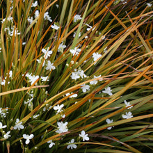 Load image into Gallery viewer, LIBERTIA GRANDIFLORA MIKOIKOI 2.5L
