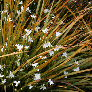 LIBERTIA GRANDIFLORA MIKOIKOI 2.5L