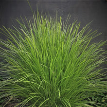 Load image into Gallery viewer, LOMANDRA LIME TUFF 11CM
