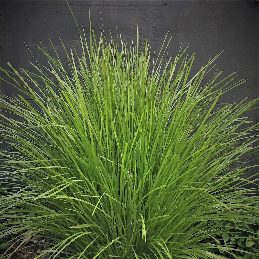 LOMANDRA LIME TUFF 11CM