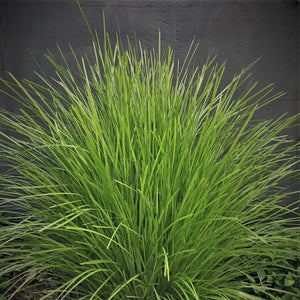 LOMANDRA LIME TUFF 1.9L