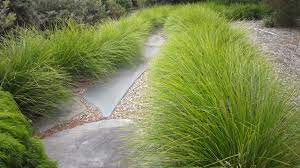 LOMANDRA TANIKA 1.3L