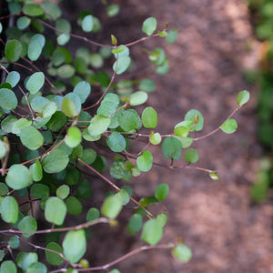 MUEHLENBECKIA AXILLARIS CREEPING POHUEHUE 1.0L