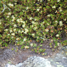 Load image into Gallery viewer, MUEHLENBECKIA AXILLARIS CREEPING POHUEHUE 1.0L
