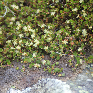 MUEHLENBECKIA AXILLARIS CREEPING POHUEHUE 1.0L