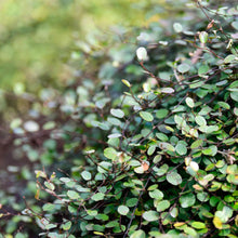 Load image into Gallery viewer, MUEHLENBECKIA AXILLARIS CREEPING POHUEHUE 1.0L
