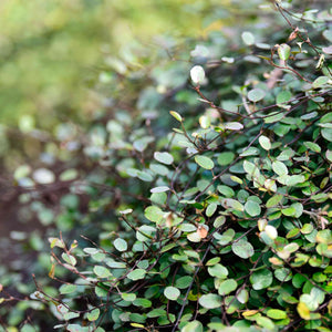 MUEHLENBECKIA AXILLARIS CREEPING POHUEHUE 1.9L