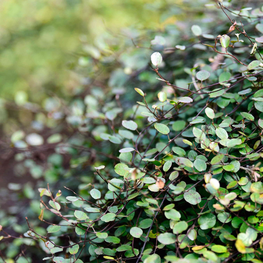 MUEHLENBECKIA AXILLARIS CREEPING POHUEHUE 1.9L