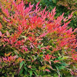 NANDINA GULFSTREAM 5.5L