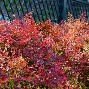 NANDINA GULFSTREAM 5.5L