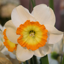 Load image into Gallery viewer, DAFFODIL LARGE CUPPED ROULETTE 5PK
