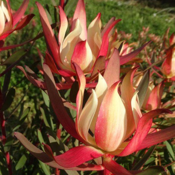 LEUCADENDRON BLUSH OF DAWN 1.5L