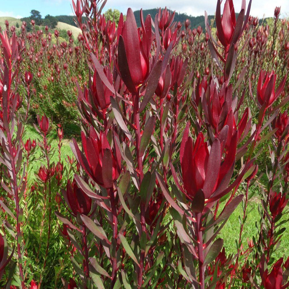 LEUCADENDRON LOVING MEMORIES 3.3L