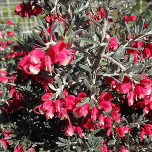 GREVILLEA RED CLOUD 2.5L