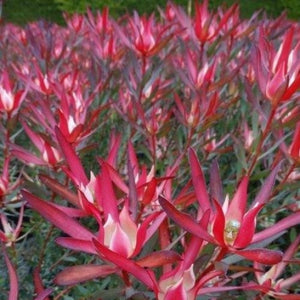 LEUCADENDRON AMBROSIA 3.3L