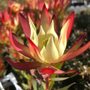 LEUCADENDRON AMY 3.3L