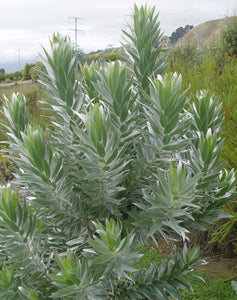 LEUCADENDRON ARGENTEUM 2.5L