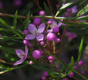 BORONIA PINNATA 2.5L