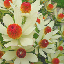 Load image into Gallery viewer, LEUCADENDRON BON BON 3.3L
