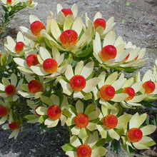 Load image into Gallery viewer, LEUCADENDRON BON BON 3.3L
