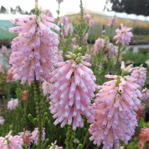 ERICA THINK PINK 3.3L