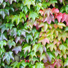 Load image into Gallery viewer, PARTHENOCISSUS TRICUSPIDATA BOSTON IVY 2.5L
