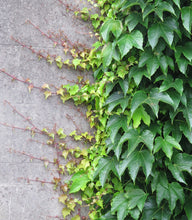 Load image into Gallery viewer, PARTHENOCISSUS TRICUSPIDATA BOSTON IVY 2.5L
