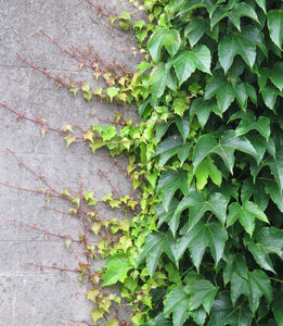 PARTHENOCISSUS TRICUSPIDATA BOSTON IVY 2.5L