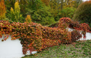 PARTHENOCISSUS TRICUSPIDATA BOSTON IVY 2.5L