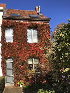 PARTHENOCISSUS TRICUSPIDATA BOSTON IVY 2.5L