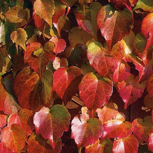 PARTHENOCISSUS TRICUSPIDATA BEVERLY BROOKS BOSTON IVY 2.5L