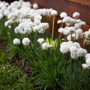 ARMERIA DREAMERIA DREAMCLOUDS 14CM