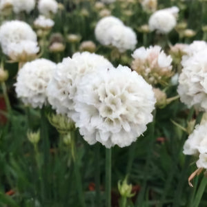 ARMERIA DREAMERIA DREAMCLOUDS 14CM