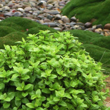 Load image into Gallery viewer, PITTOSPORUM SHRUB LITTLE KIWI 2.5L
