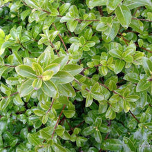 Load image into Gallery viewer, PITTOSPORUM TENUIFOLIUM MOUNTAIN GREEN 4.0L
