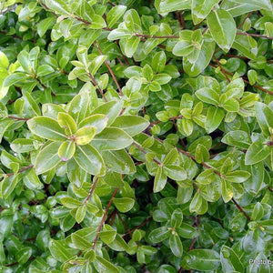 PITTOSPORUM TENUIFOLIUM MOUNTAIN GREEN 4.0L