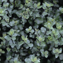 Load image into Gallery viewer, PITTOSPORUM TENUIFOLIUM WRINKLE BLUE 4.1L
