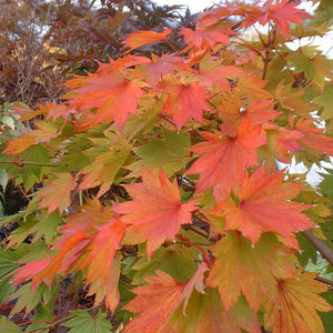 ACER SHIRASAWANUM AUREUM TOPIARY GRADE