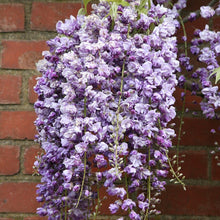 Load image into Gallery viewer, WISTERIA FLORIBUNDA BLACK DRAGON 3.3L
