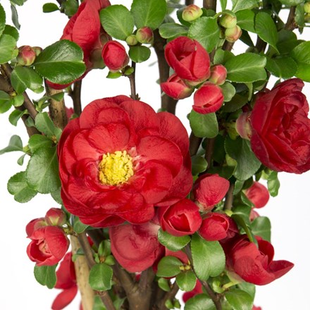 CHAENOMELES DOUBLE TAKE SCARLET STORM 3.3L