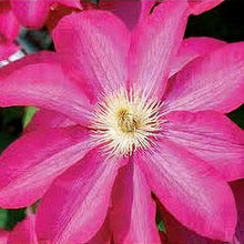 Load image into Gallery viewer, CLEMATIS HYBRID STARBURST 3.5L
