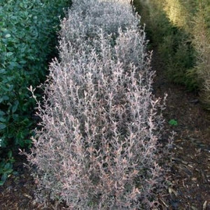 COROKIA BRONZE KING 1.9L