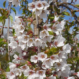 PRUNUS YEDOENSIS SHIDARE YOSHINO 1.5M 15.0L