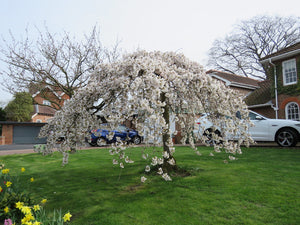 PRUNUS YEDOENSIS SHIDARE YOSHINO 1.5M 15.0L