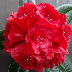 RHODODENDRON RUBICON 2.5L