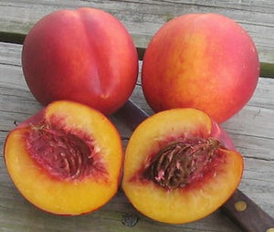 NECTARINE RED GOLD PB18