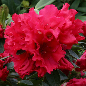 AZALEA EVERGREEN RED WINGS 2.4L