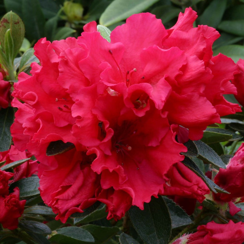 AZALEA EVERGREEN RED WINGS 2.5L