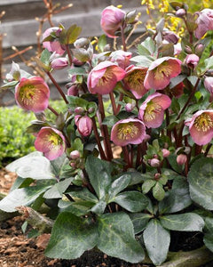 HELLEBORUS MARBLED PENNYS PINK 17CM